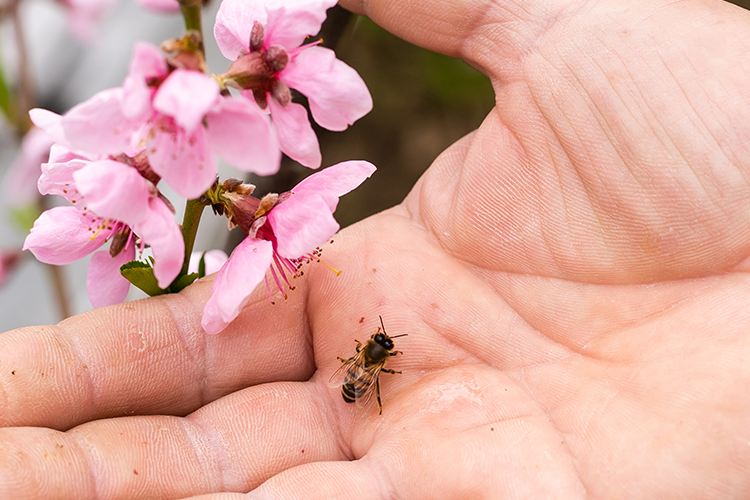 Eine Hand hält eine Biene und pinkfarbene Blüten, die in der Nähe blühen.