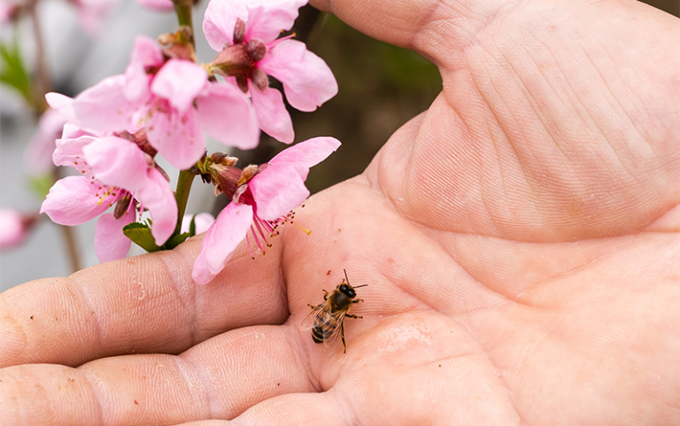 Eine Hand hält eine Biene und pinkfarbene Blüten, die in der Nähe blühen.