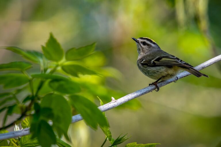 Ein kleiner Vogel sitzt auf einem Ast, umgeben von grünen Blättern, und blickt nach oben.